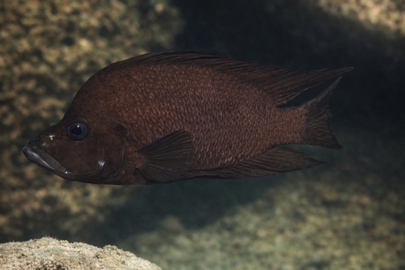 Altolamprologus compressiceps 'Katondo Point'